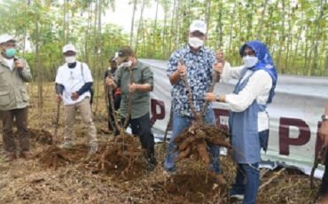 ipb-university-panen-perdana-400-ton-cassava-program-riset-inovasi-produktif-news